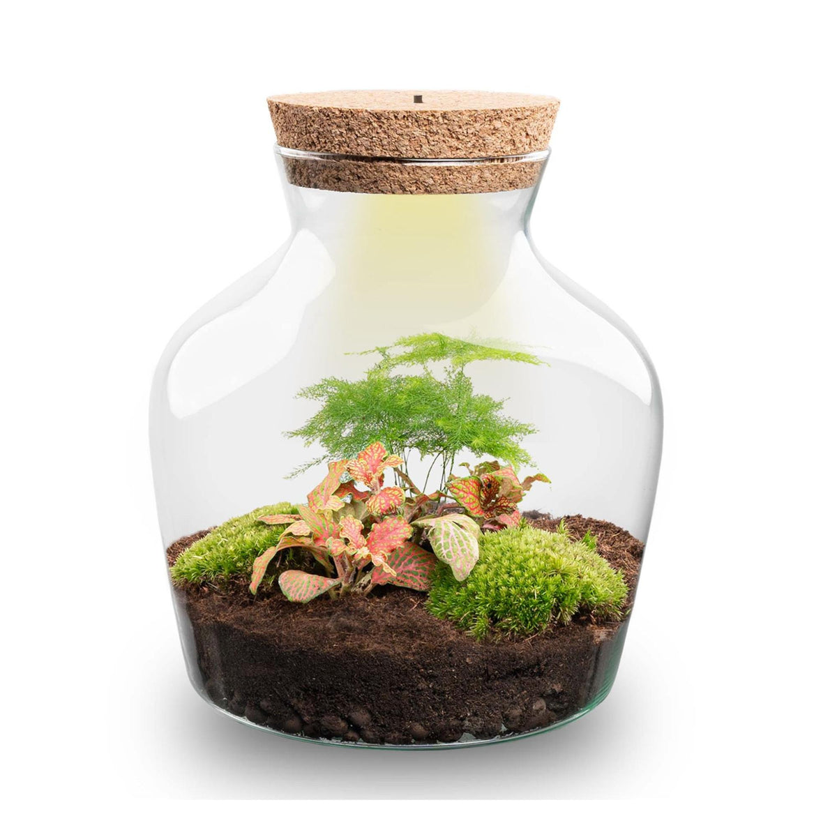 🌿 DIY Plantenterrarium – Little Jo