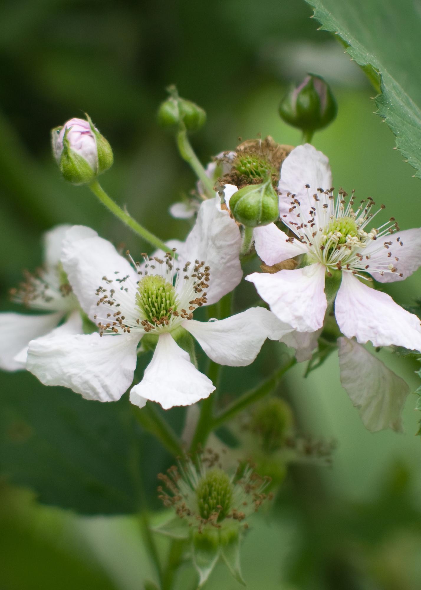 🍇 Rubus fruticosus ‘Thornless Evergreen’ – Doornloze Braam