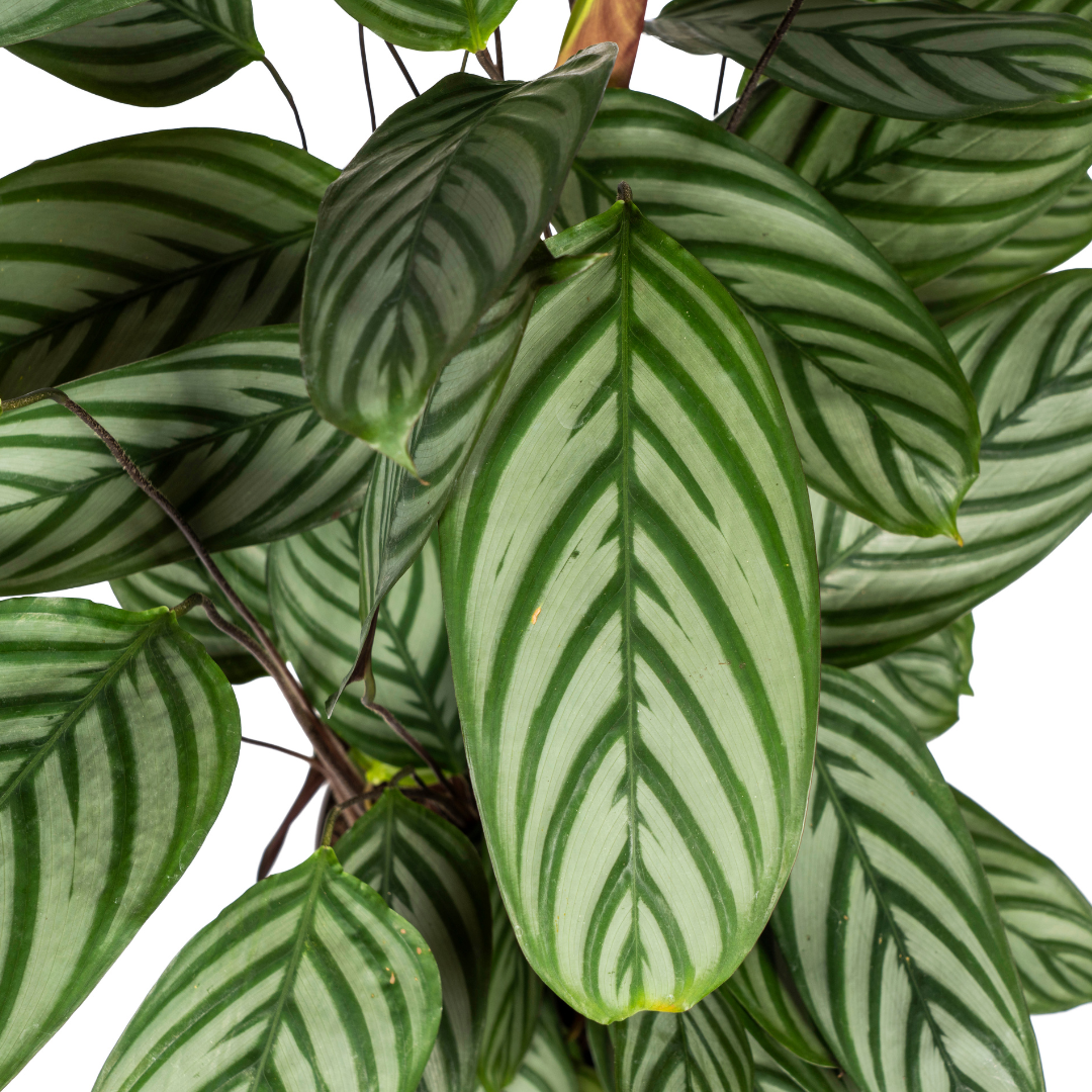 🌿 Calathea Oppenheimiana
