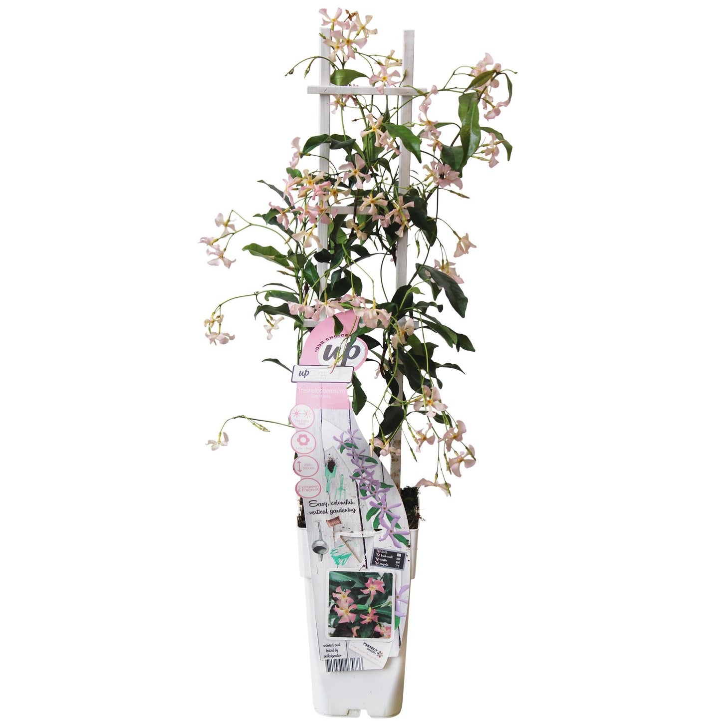 🌸 Trachelospermum ‘Star of Ibiza’ – Toscaanse Jasmijn Roze