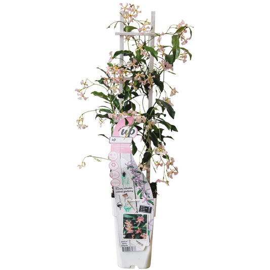 🌸 Trachelospermum ‘Star of Ibiza’ – Toscaanse Jasmijn Roze