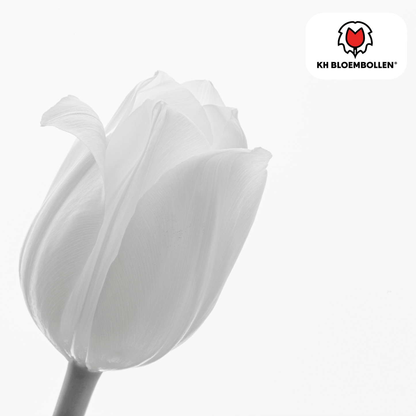 🌷 Tulpenbollen ‘Catherina’ – Witte Tulp (20 Stuks)