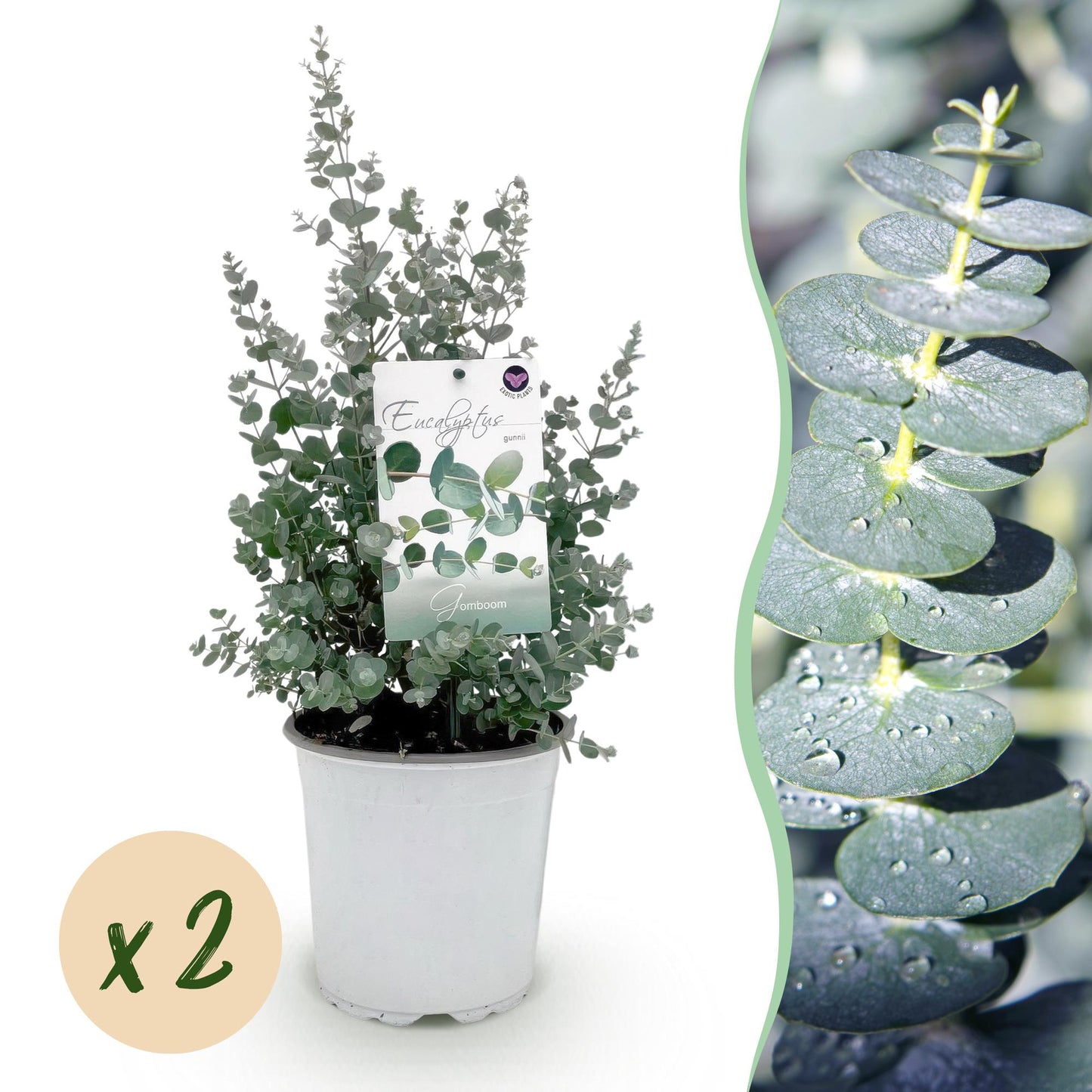 🌿 Eucalyptus gunnii – Eucalyptus Boom | (2 stuks)