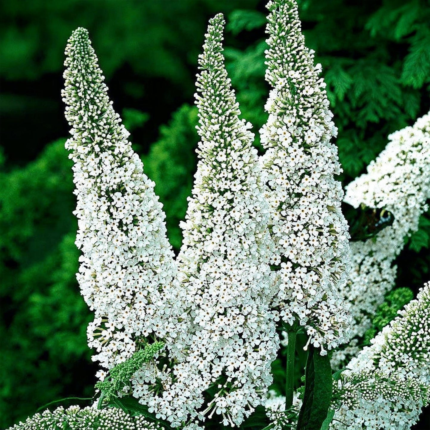 🦋 Buddleja davidii ‘White Profusion’ – Witte Vlinderstruik | (3 stuks)