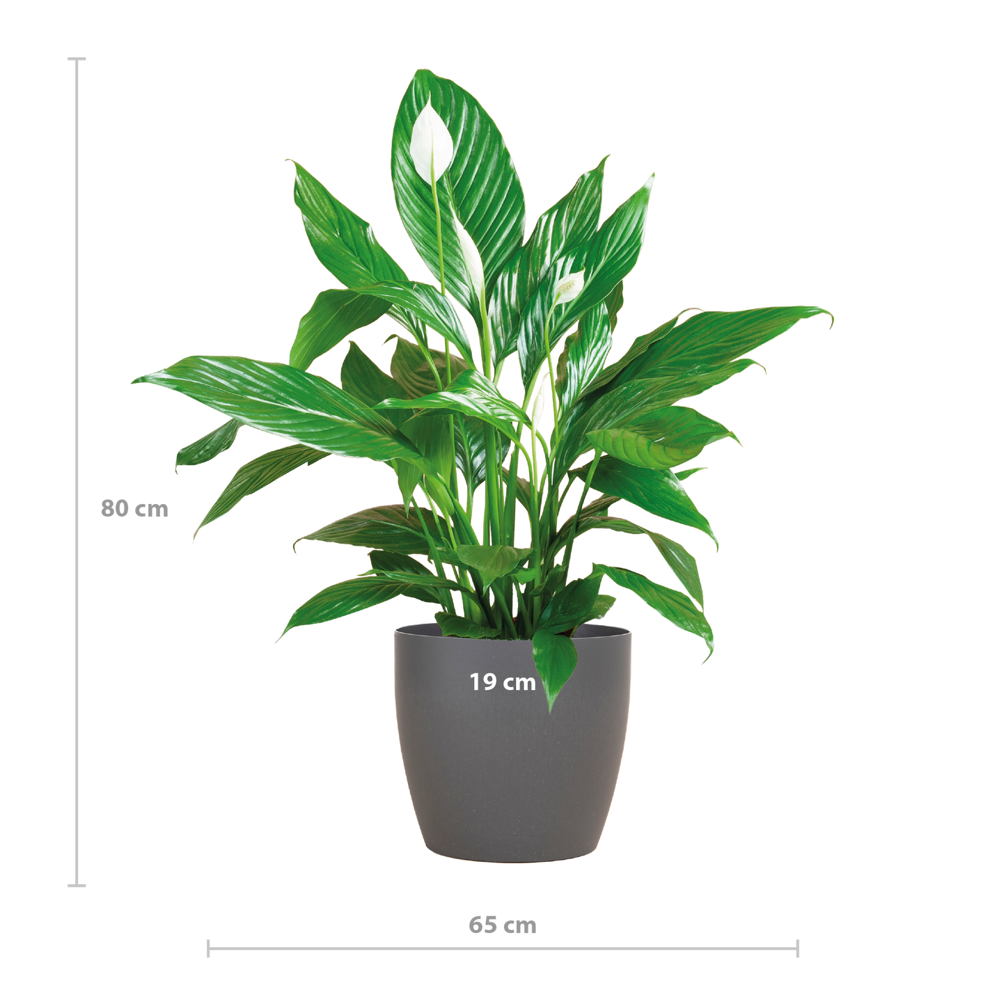 🤍 Spathiphyllum – Lepelplant met Vibers Pot Grijs