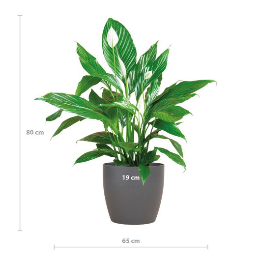 🤍 Spathiphyllum – Lepelplant met Vibers Pot Grijs