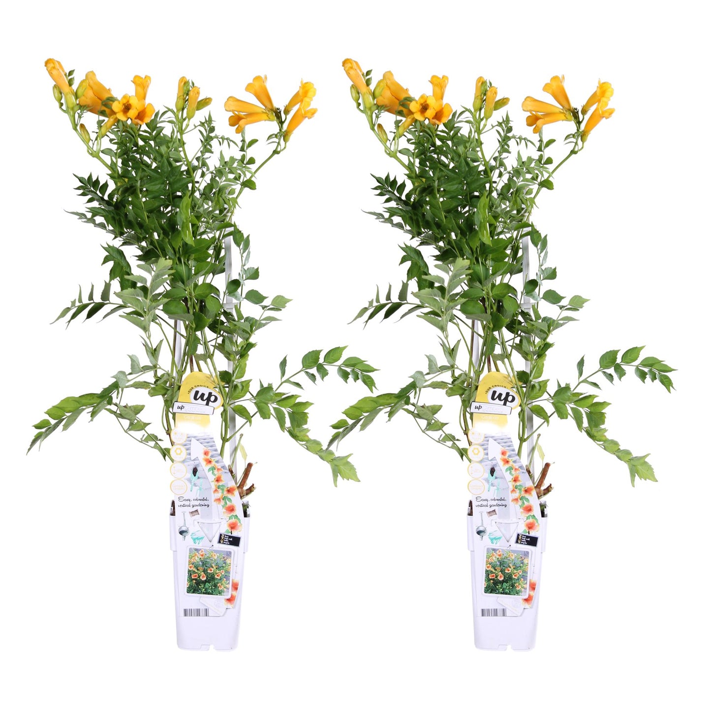🌼 Campsis Summer Jazz ‘Gold Trumpet’ – Gele Trompetklimmer | (2 stuks)