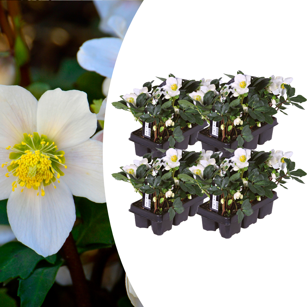 ❄️ Helleborus niger ‘Christmas Carol’ | Witte Kerstroos – Winterbloei | (24 stuks)