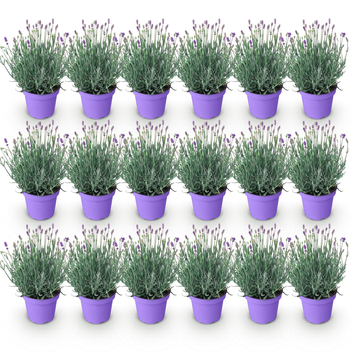 💜 Lavandula angustifolia ‘Munstead’ – Lavendel | (18 stuks)