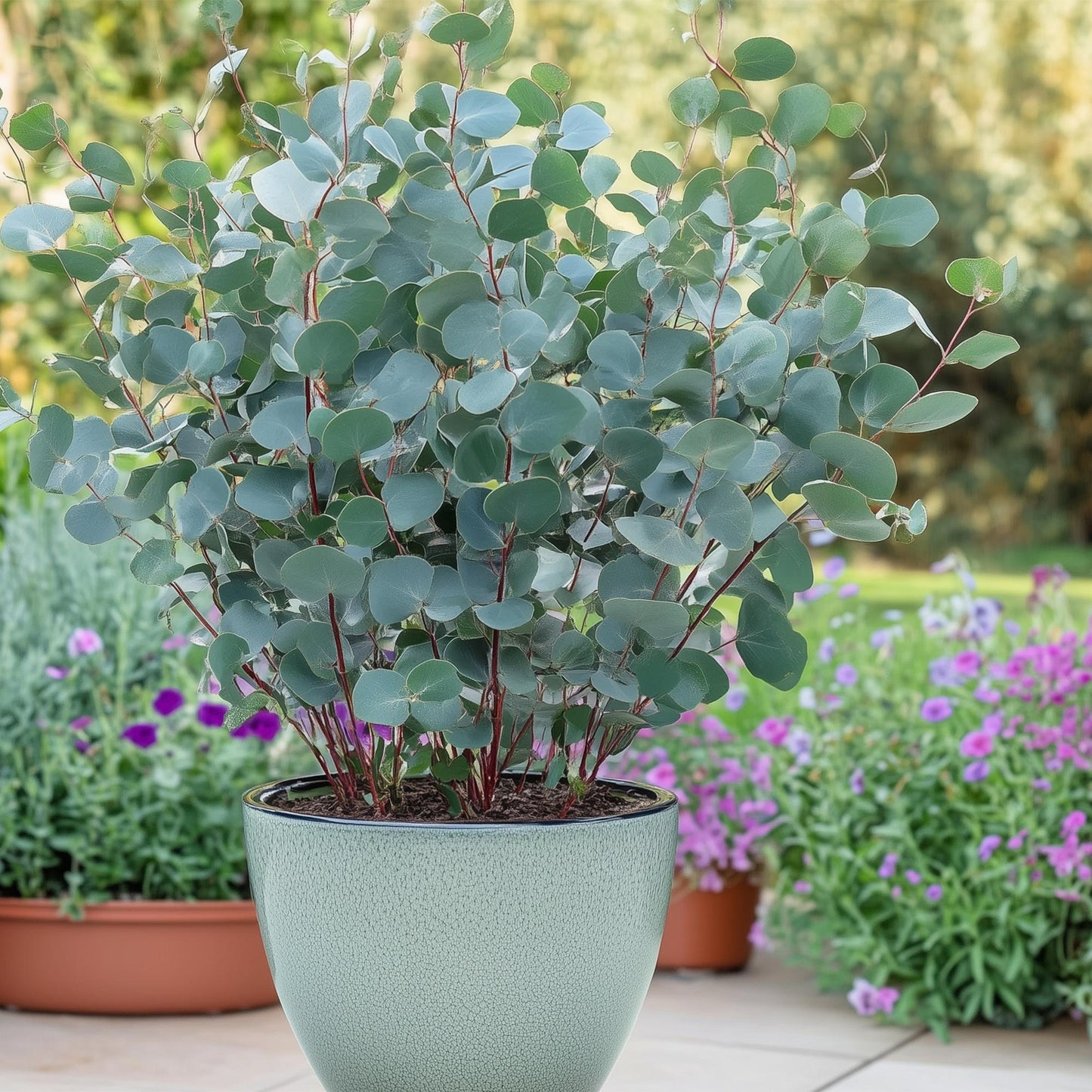 🌿 Eucalyptus gunnii – Eucalyptus Boom | (2 stuks)