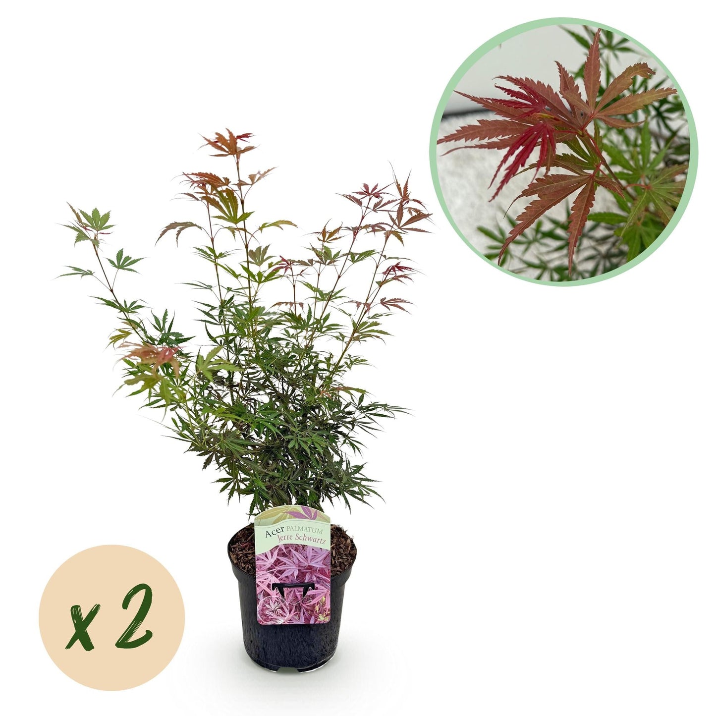 🌳 Acer palmatum ‘Jerre Swarts’ – Japanse Esdoorn (2 Stuks)