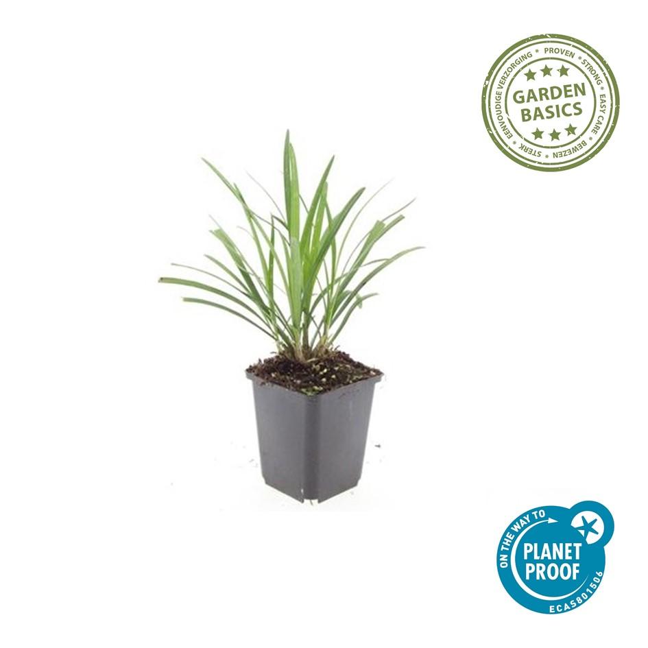 🌿 Liriope ‘Ingwersen’ – Wintergroene Bloeiende Bodembedekker (24 stuks)
