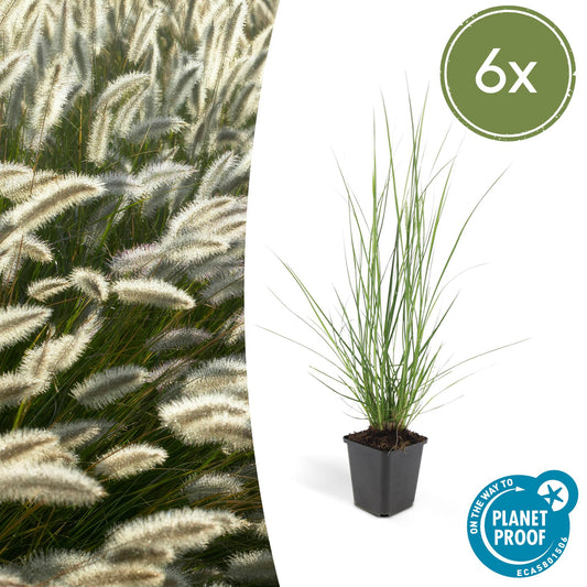 🌾 Pennisetum alopecuroides ‘Hameln’ | Lampenpoetsersgras (6 Stuks)