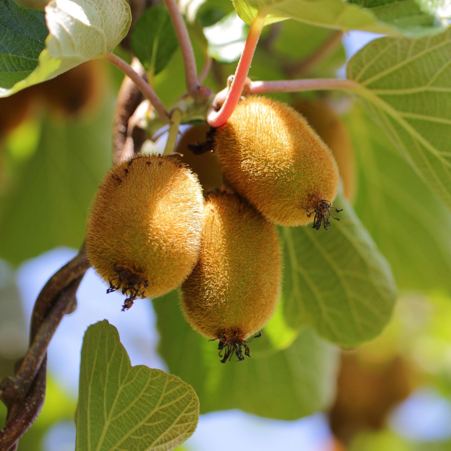 🥝 Actinidia deliciosa ‘Jenny’ & Golden Kiwi – Kiwi Planten (2 Stuks)