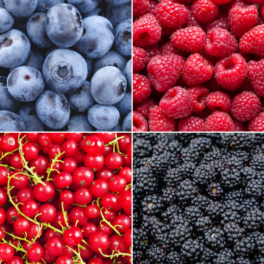 🍇 BIO Fruitplanten Mix (4 Stuks)