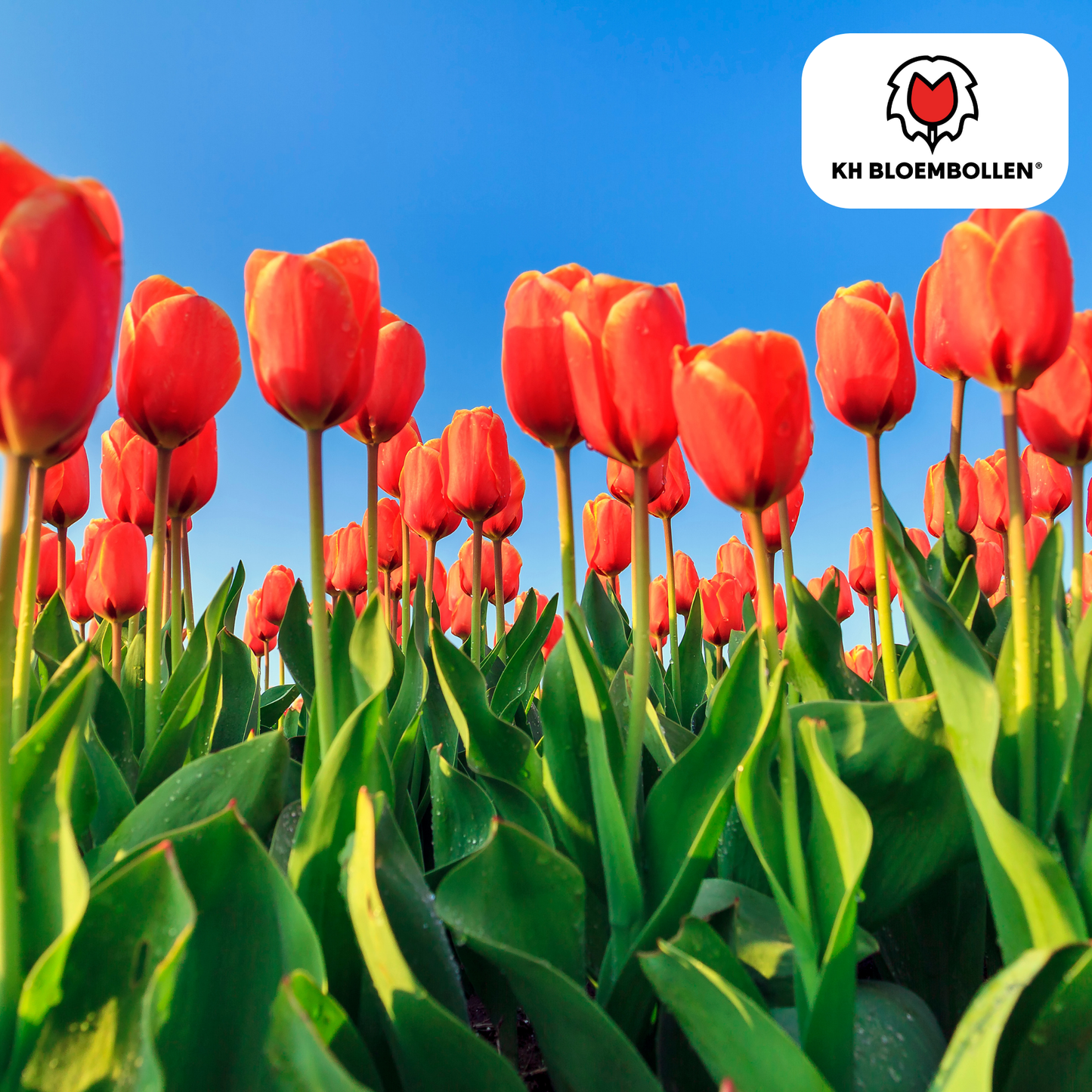 🌷 Tulpenbollen ‘Dafeng’ – Oranje Grootbloemige Tulp (20 Stuks)