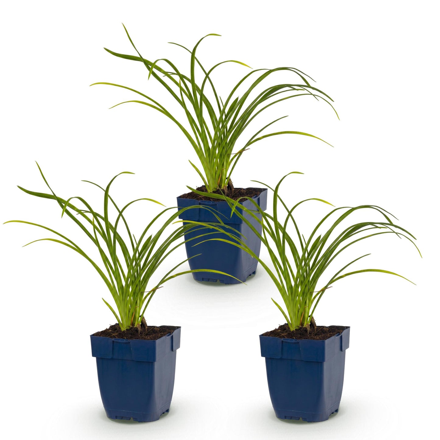 🌿 Hemerocallis 'Stella d'Oro' – Gele Daglelie | 3 stuks