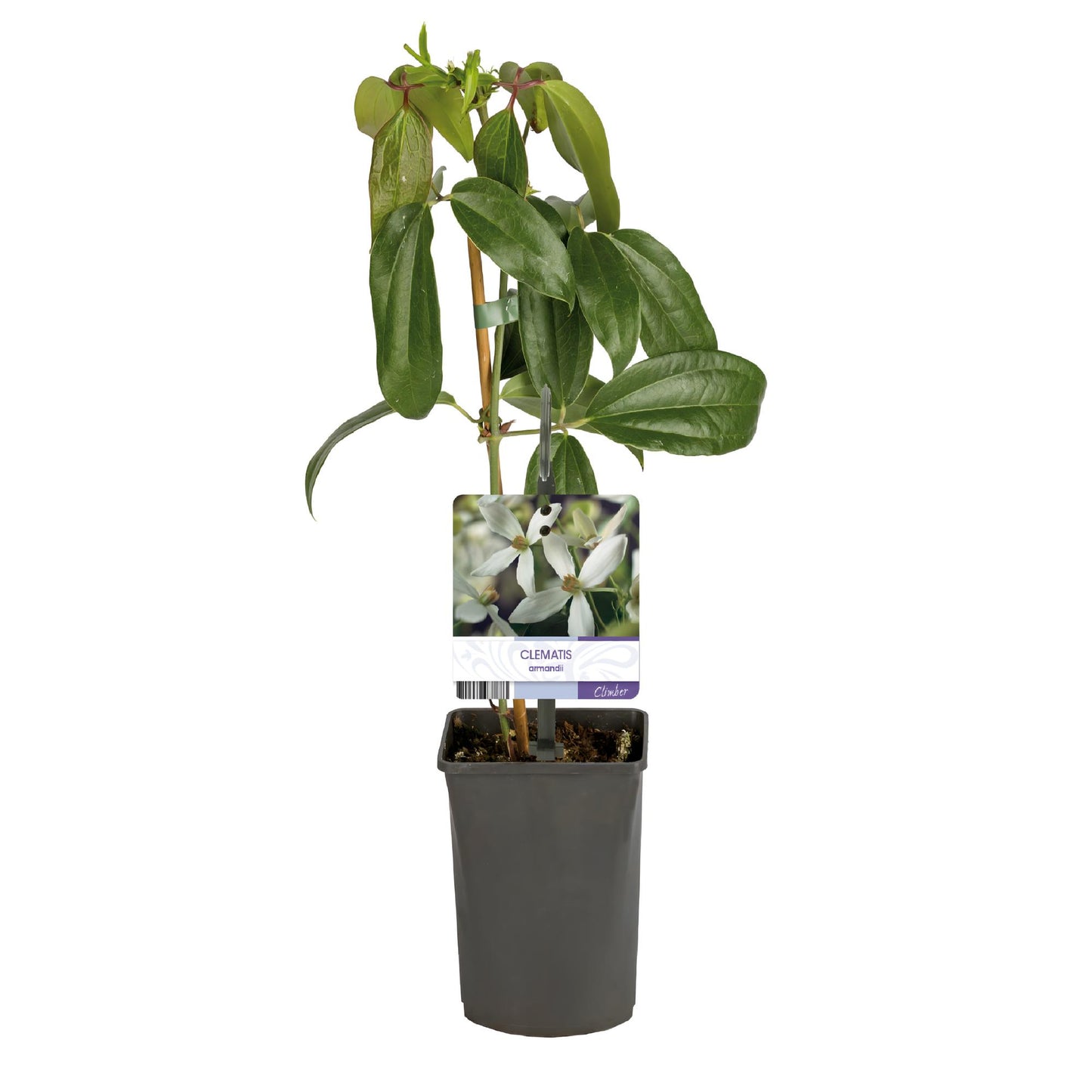 🤍 Clematis armandii – Groenblijvende Klimplant