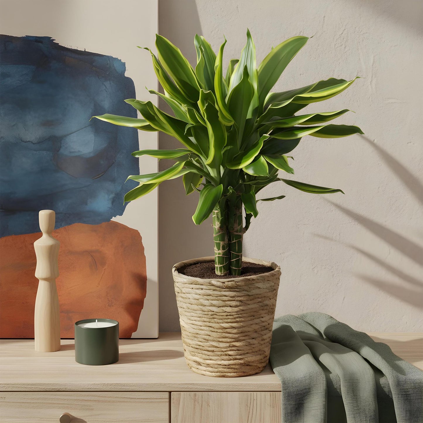 🌿 Dracaena ‘Golden Coast’ | Drakenbloedboom Set met Mand (2 Stuks)