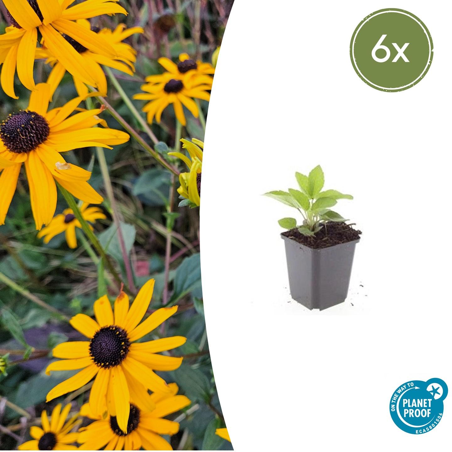 🌻 Rudbeckia fulgida ‘Goldsturm’ – Zonnehoed (6 Stuks)