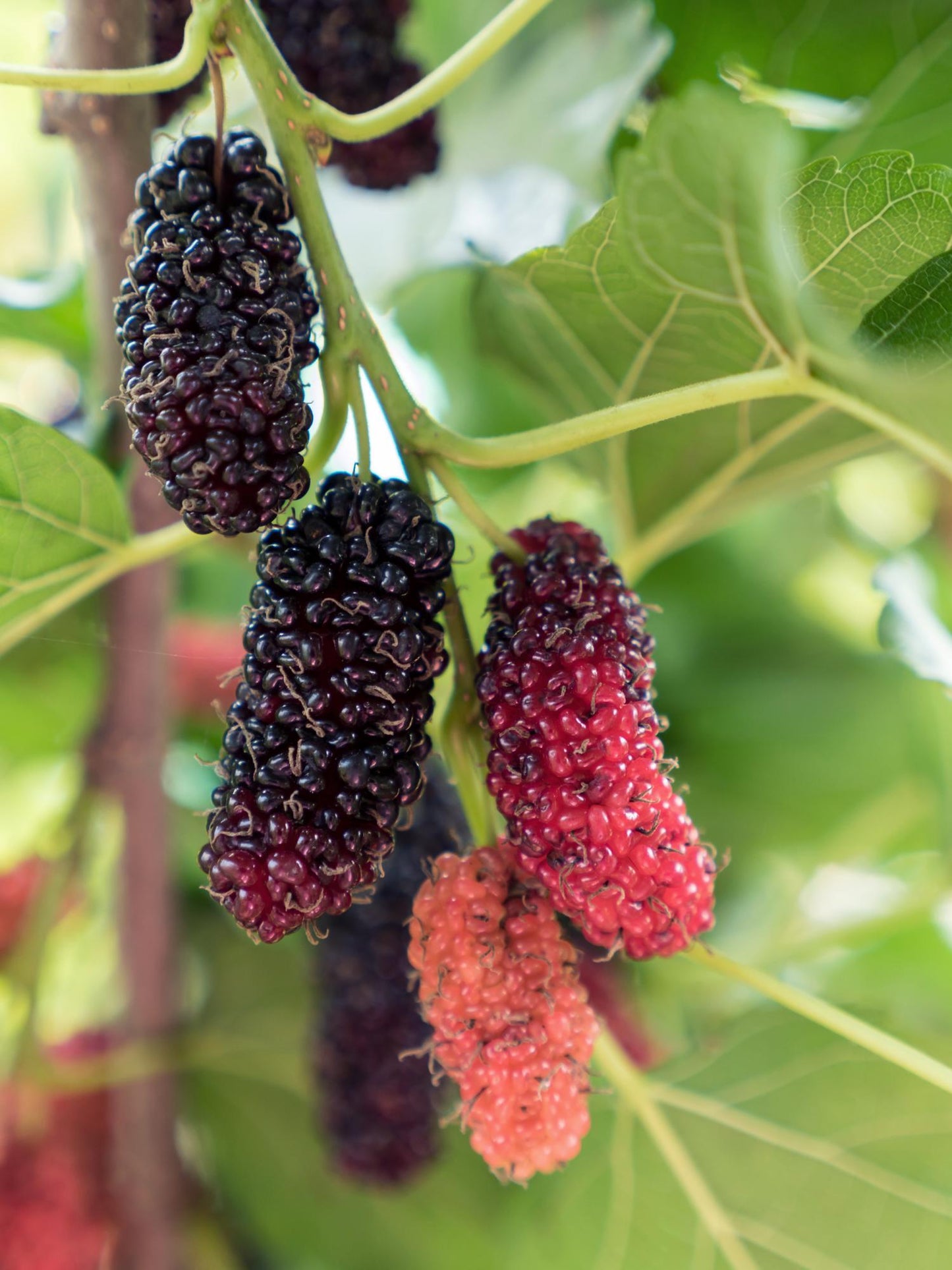 🍇 Morus nigra ‘Mulle’ – Zwarte Moerbei
