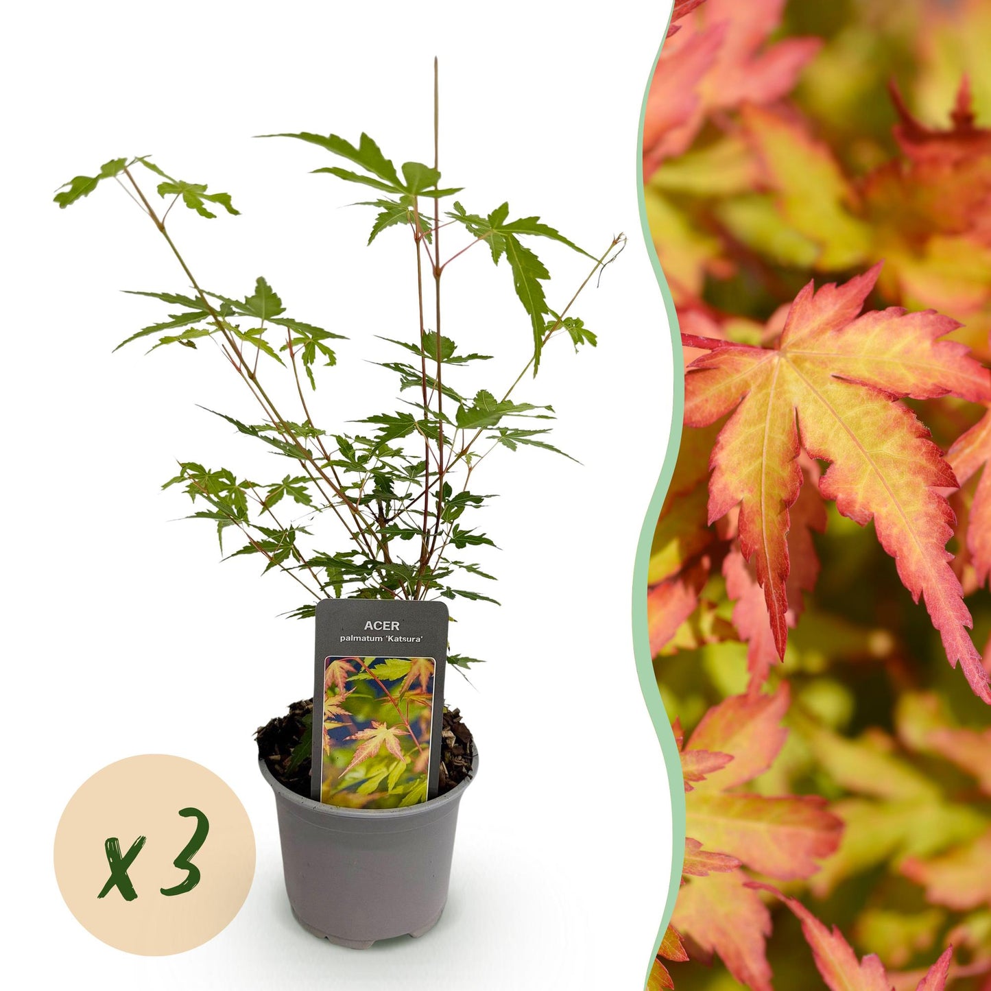 🍁 Acer palmatum ‘Sangokaku’ – Japanse Esdoorn Groen (3 stuks)