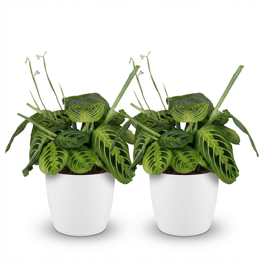 🌿 Maranta Lemon Lime | Diervriendelijke Gebedsplant met Witte Pot (2 stuks)