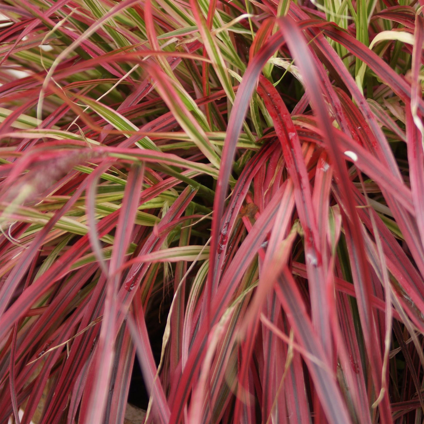 🌾 Uncinia rubra Everflame – Rood Siergras | Bladhoudend (2 stuks)