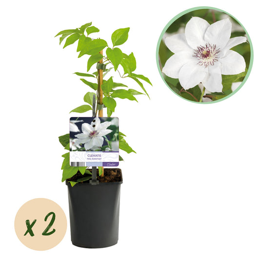 🤍 Clematis ‘Miss Bateman’ – Klimplant (2 Stuks)
