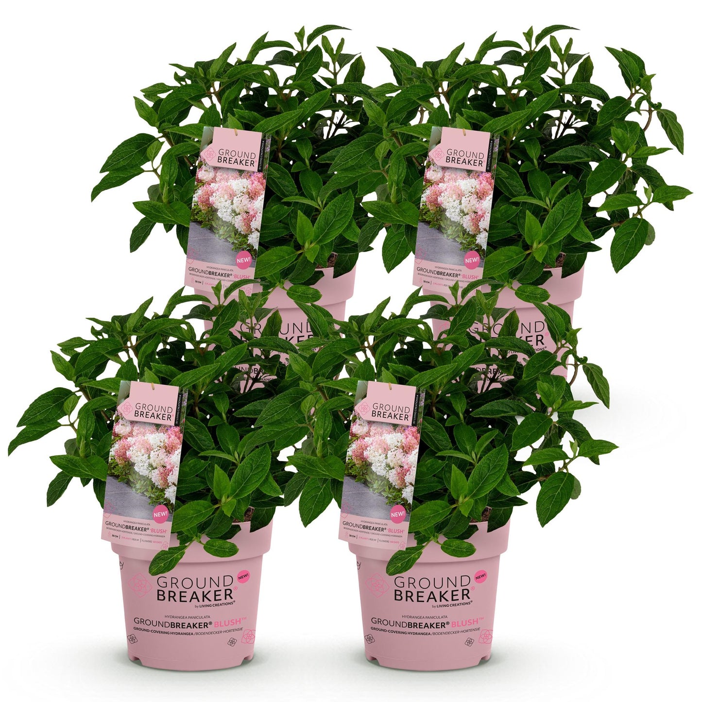🌸 Hydrangea paniculata ‘Groundbreaker® Blush’ | Pluimhortensia (4 Stuks)