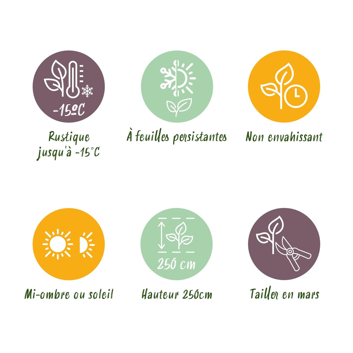 🎋 Fargesia robusta ‘Pingwu’ | Niet-woekerende Bamboe (2 stuks)