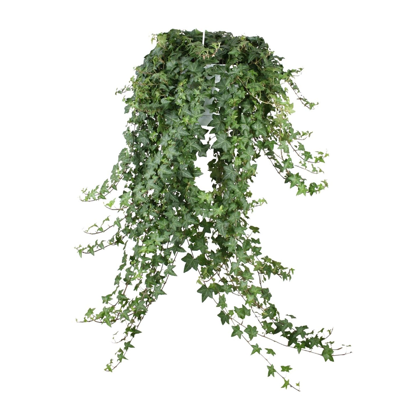 🌿 Hedera Helix ‘Pitsburg’ | XXL Hangplant Klimop