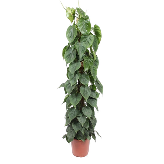 🌿 Philodendron Scandens | Grote Klimplant met Mosstok