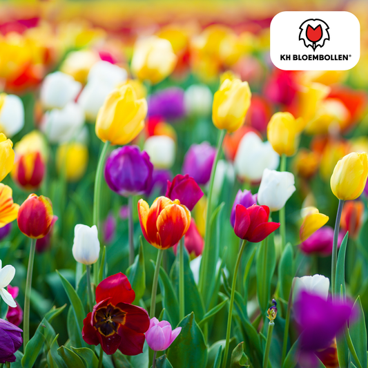 🌷 Tulpenbollen Kleurenmix (20 Stuks)