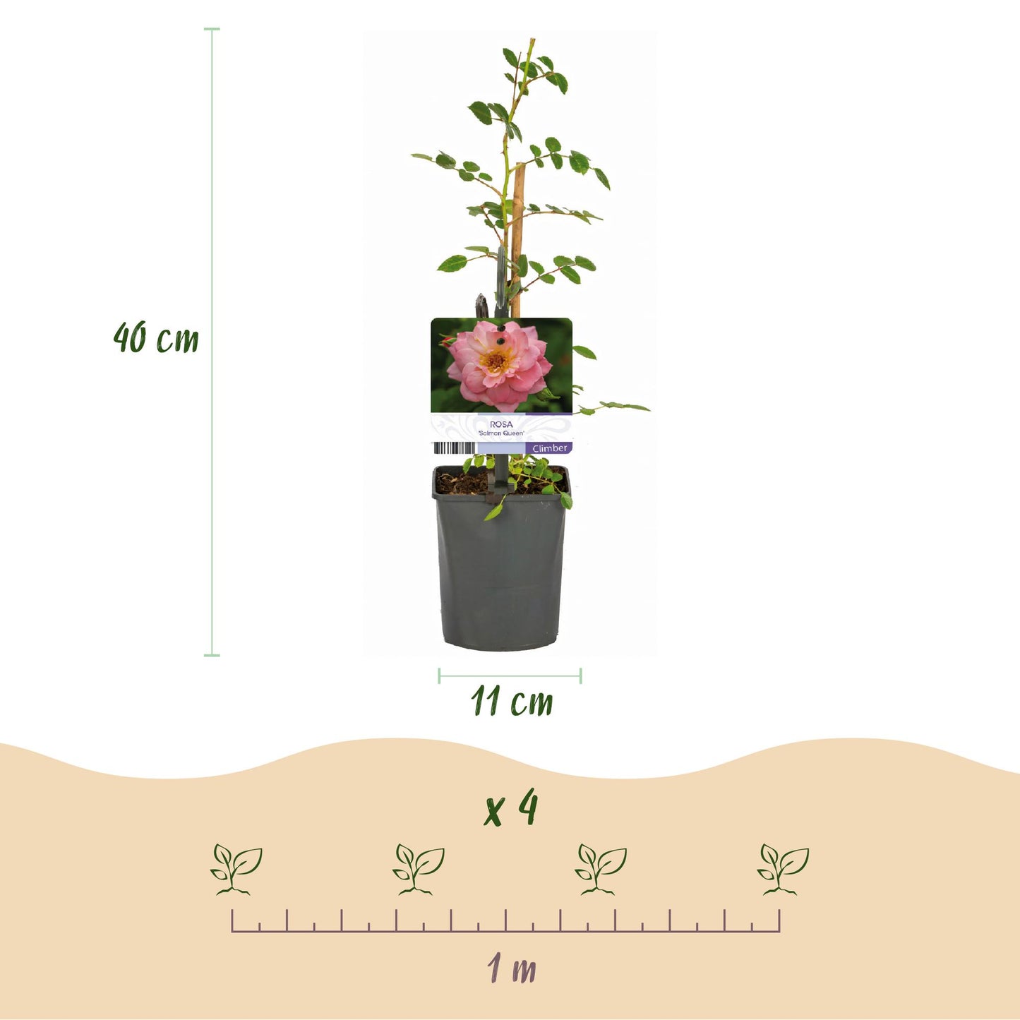 🌸 Rosa ‘Salmon Queen’ – Klimroos (2 Stuks)