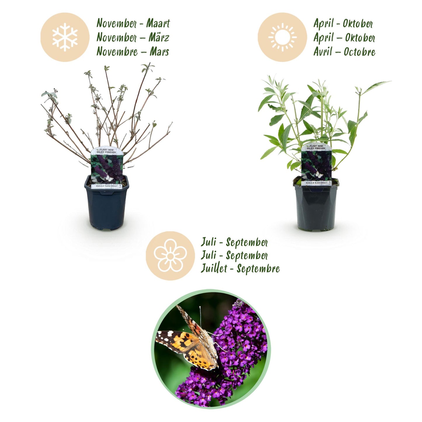 🦋 Buddleja davidii ‘Black Night’ – Paarse Vlinderstruik | (3 stuks)