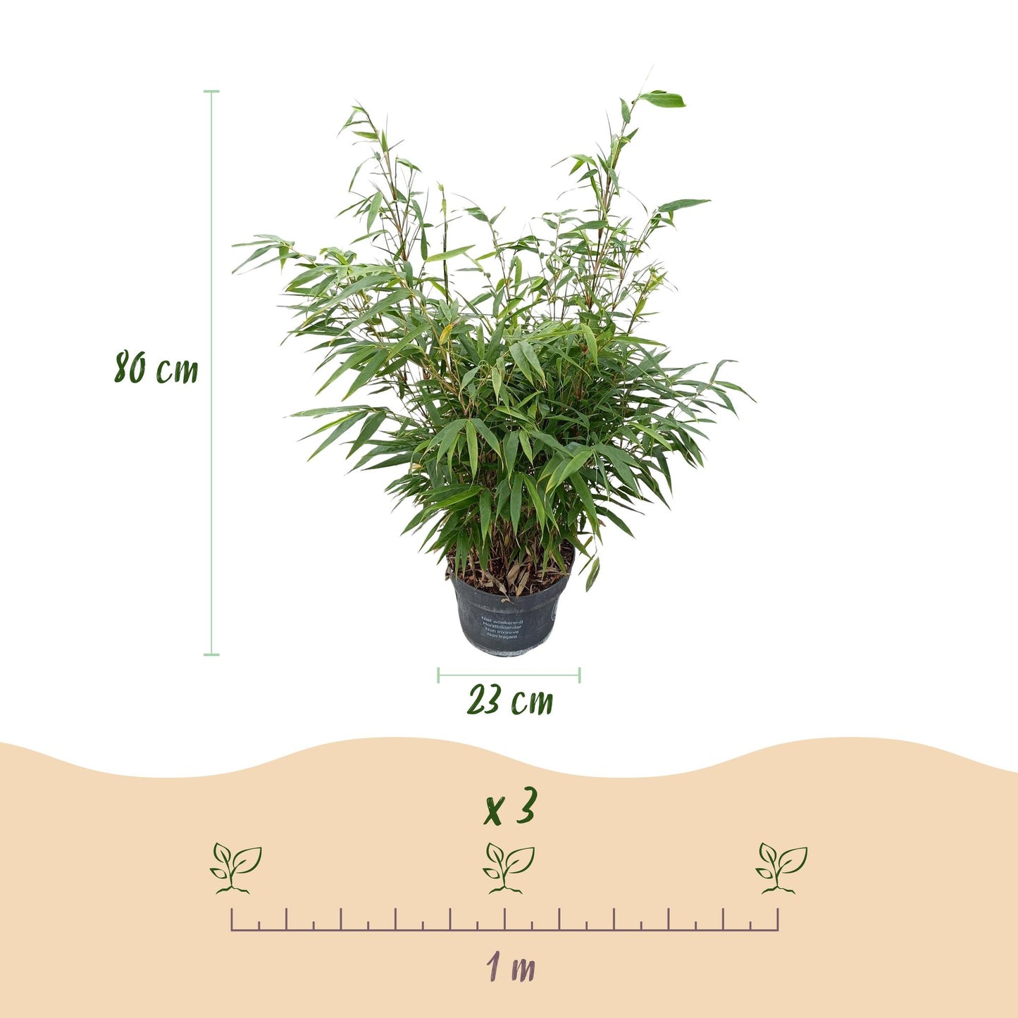 🎋 Fargesia robusta ‘Pingwu’ | Niet-woekerende Bamboe (2 stuks)
