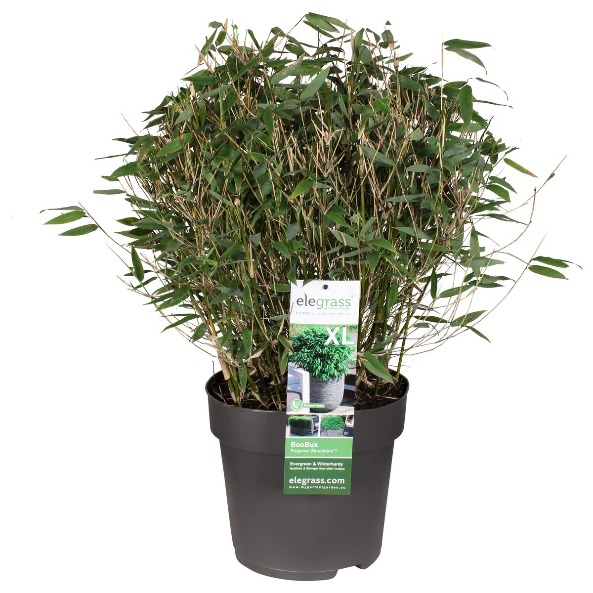 🎋 Fargesia ‘Moontears’® – Compacte Niet-woekerende Bamboe