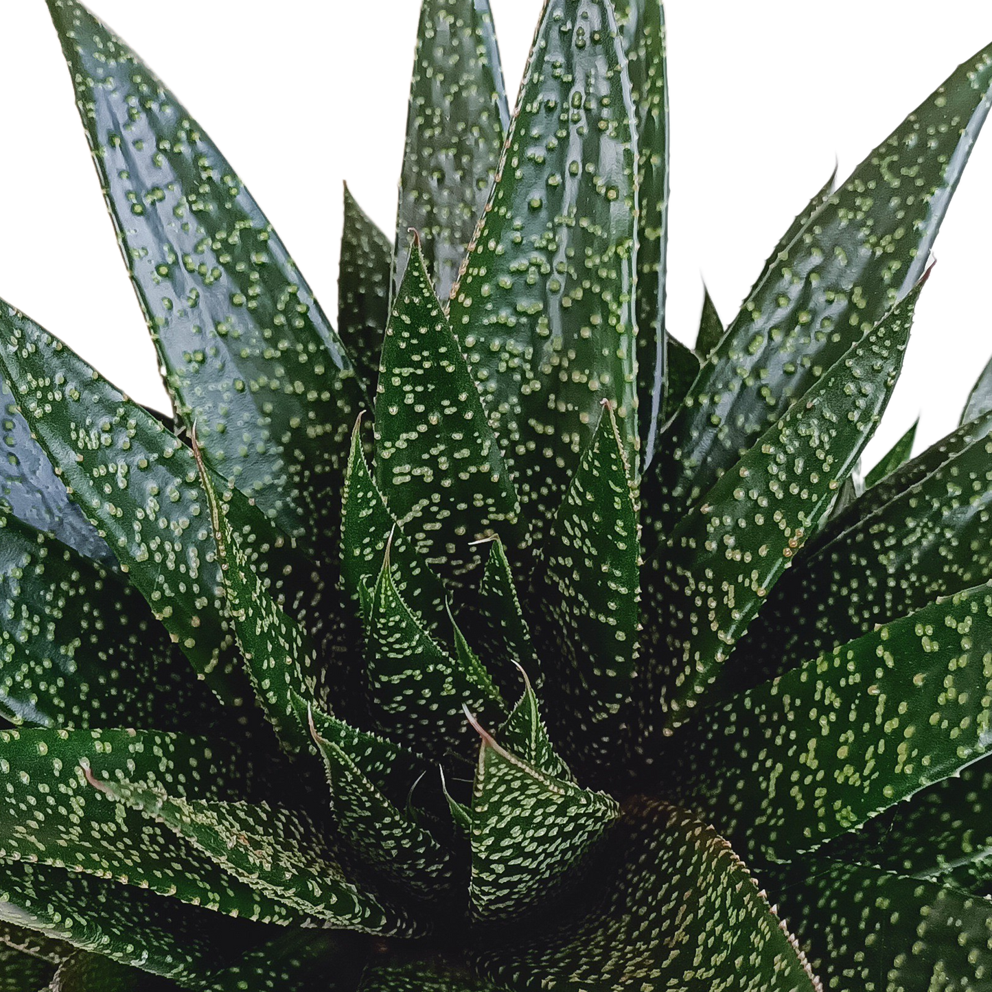 🌵 Gasteria ‘d Due’ – Compacte vetplant