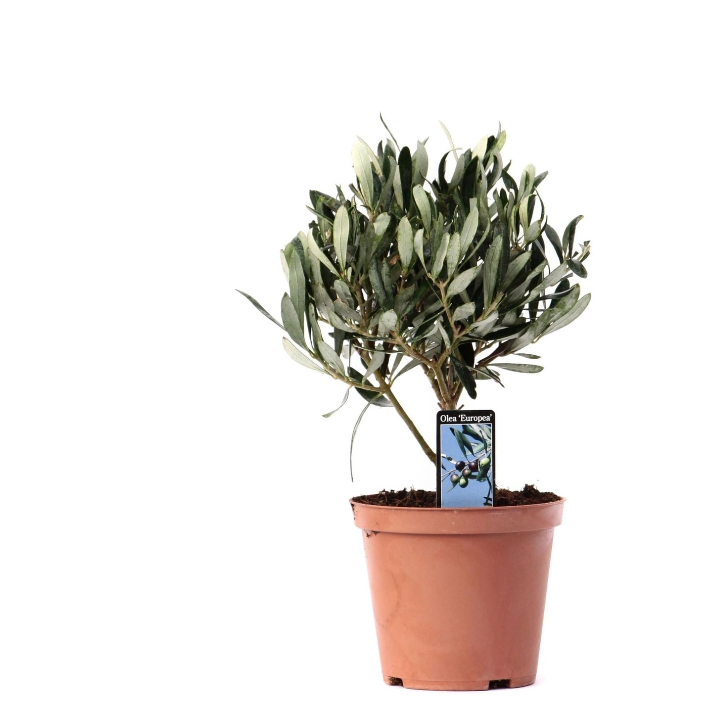 🌳 Olea europaea – Olijfboom op Stam