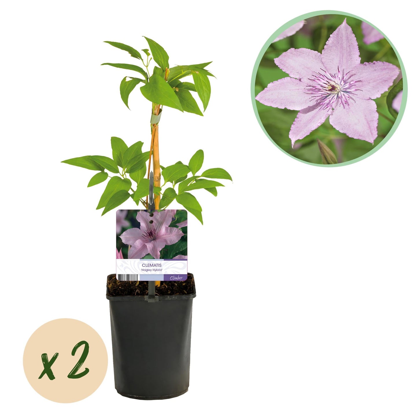🌸 Clematis ‘Hagley Hybrid’ – Klimplant (2 Stuks)
