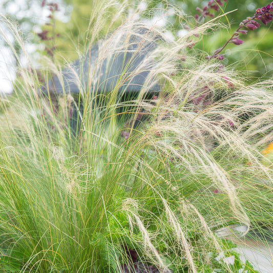 🌾 Stipa tenuissima ‘Ponytails’ – Fijnbladig Winterhard Siergras (6 stuks)