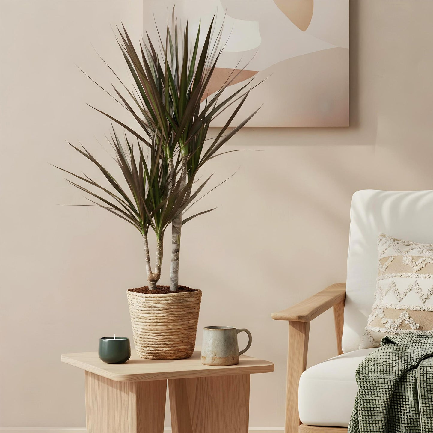 🌿 Dracaena ‘Magenta’ | Drakenbloedboom met Mand (2 Stuks)