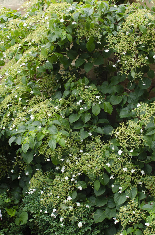 🌸 Hydrangea petiolaris – Klimhortensia (3 Stuks)