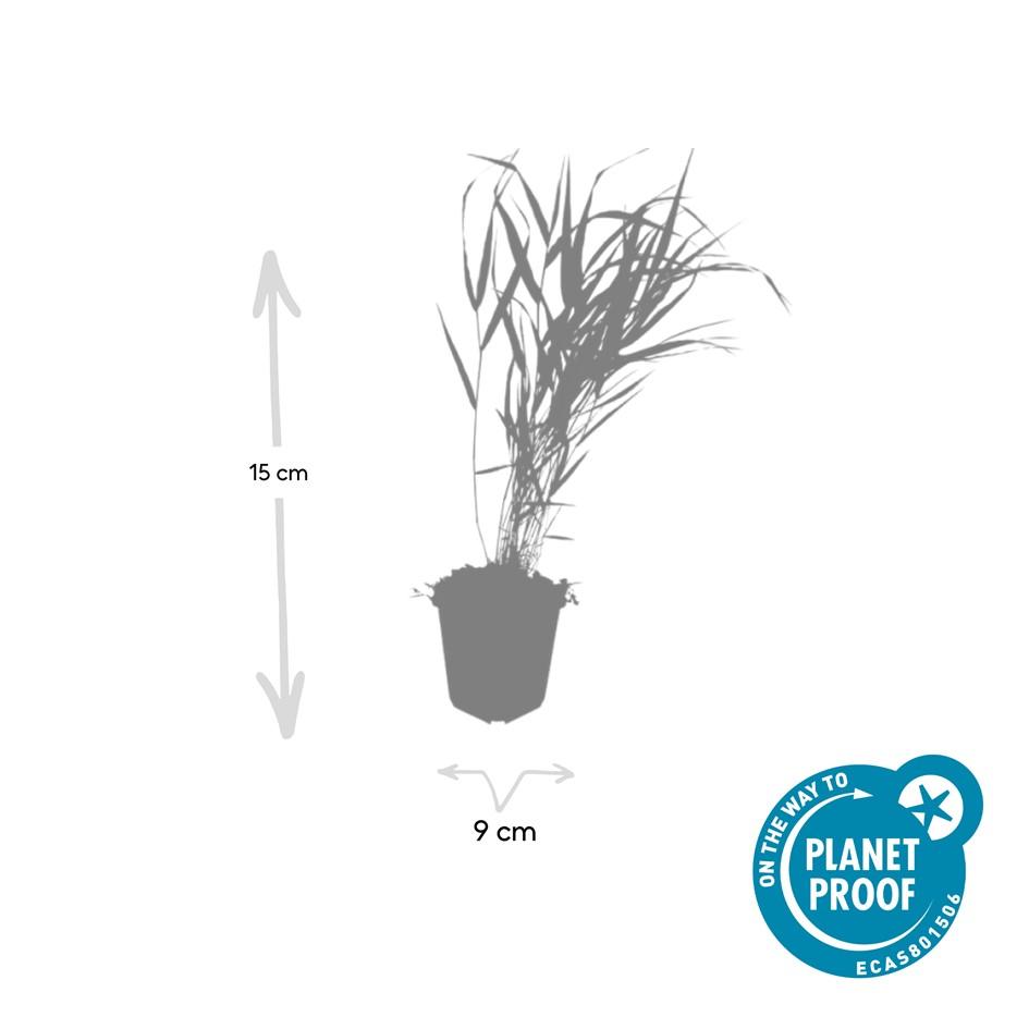🌾 Hakonechloa macra | Japans Berggras (6 Stuks)
