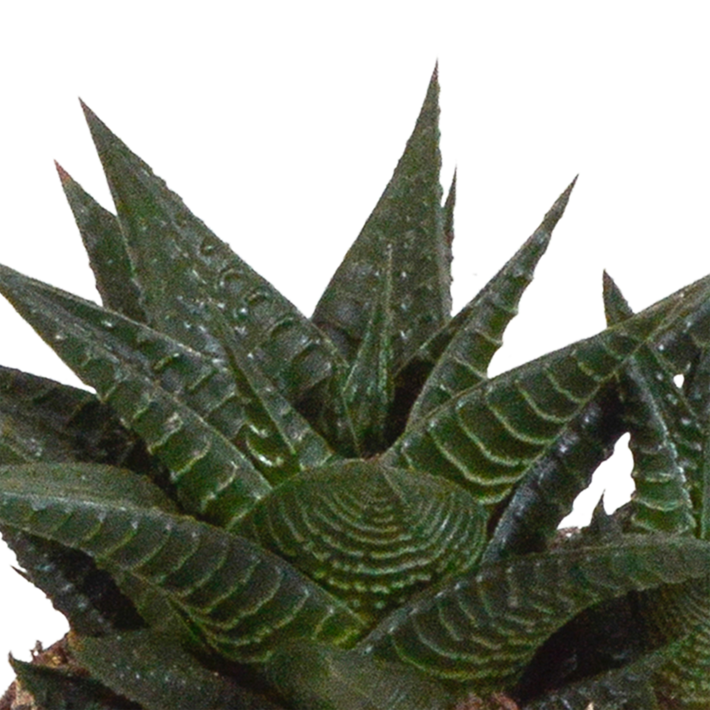 🌵 Gasteria & Haworthia Mix –  In witte pot (3 stuks)