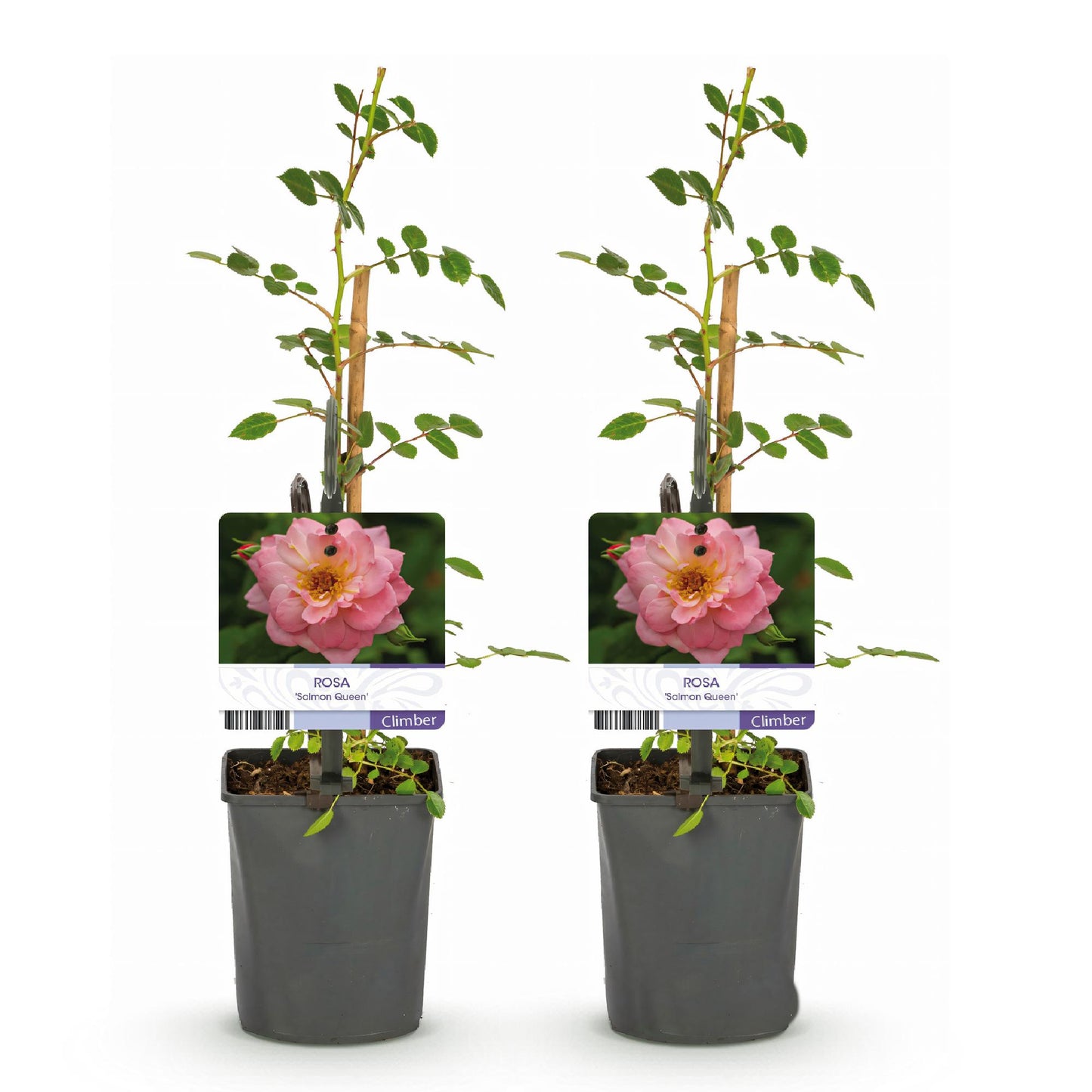 🌸 Rosa ‘Salmon Queen’ – Klimroos (2 Stuks)