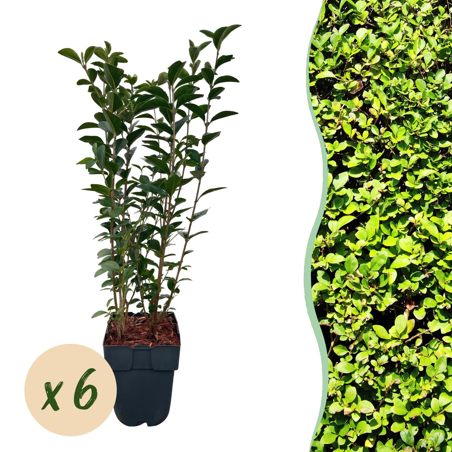 🌿 Ligustrum ovalifolium | Haagplant (6 stuks)