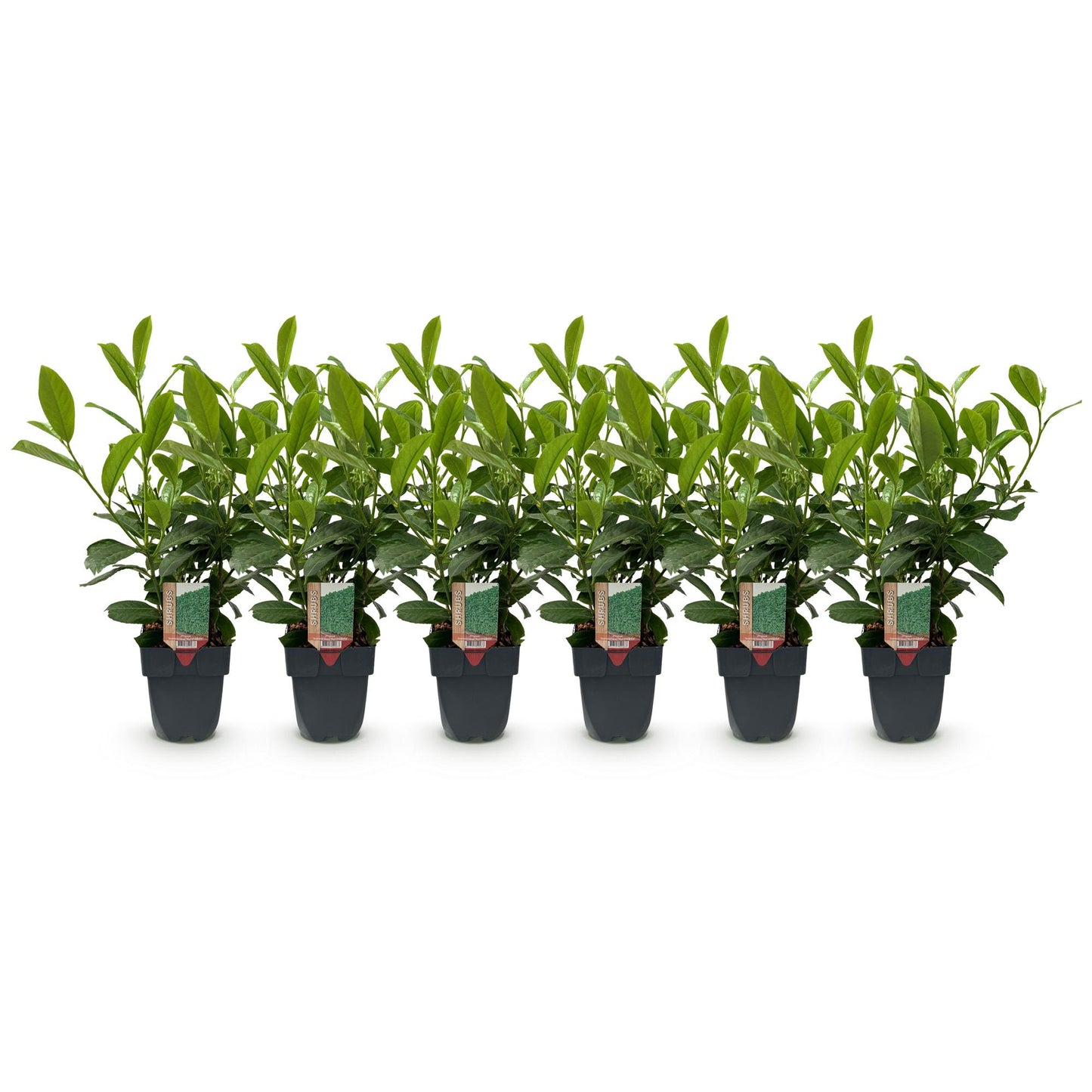 🌿 Prunus laurocerasus 'Rotundifolia' – Laurierhaag ( 6 stuks)