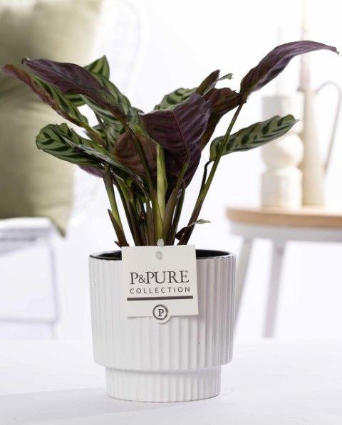 🌿 Ctenanthe Burle Marxii | Diervriendelijke Plant in Witte Keramische Pot